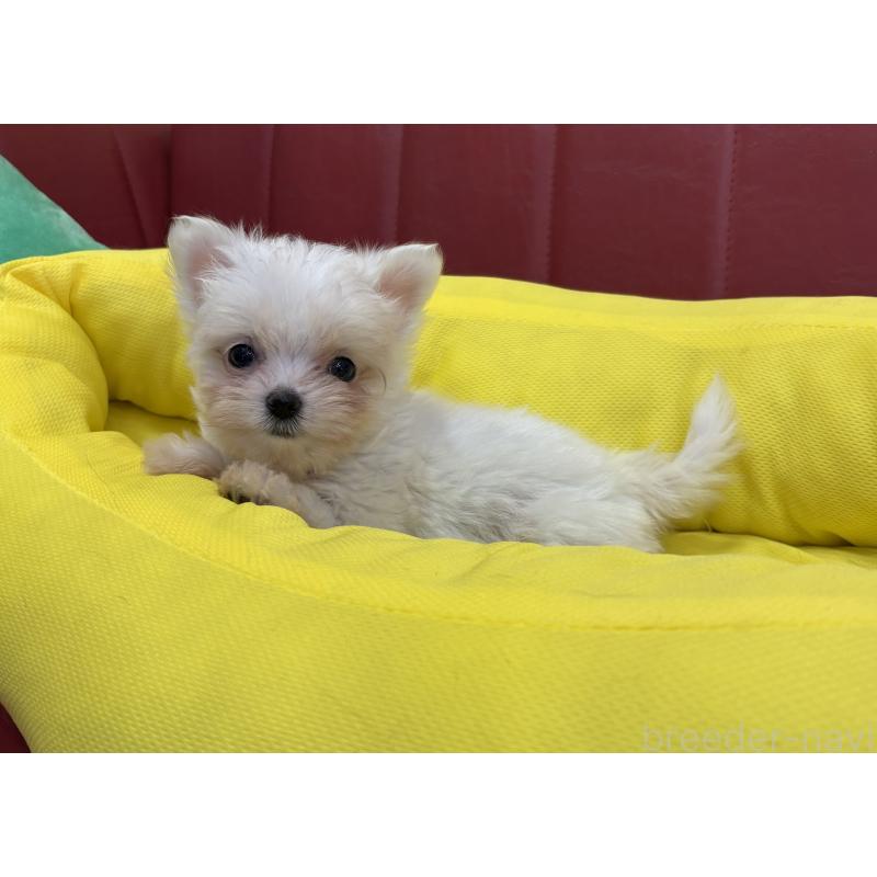 販売中の京都府のミックス犬-407599の4枚目