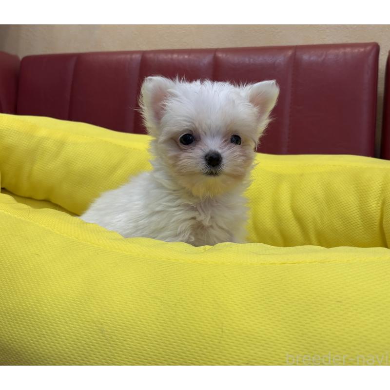販売中の京都府のミックス犬-407599の3枚目