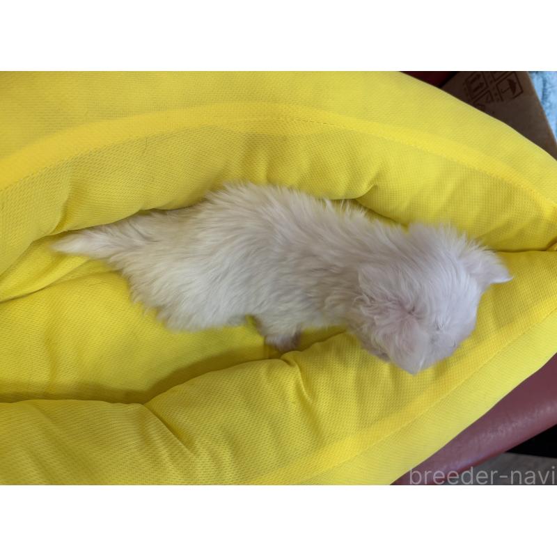 販売中の京都府のミックス犬-407599の2枚目