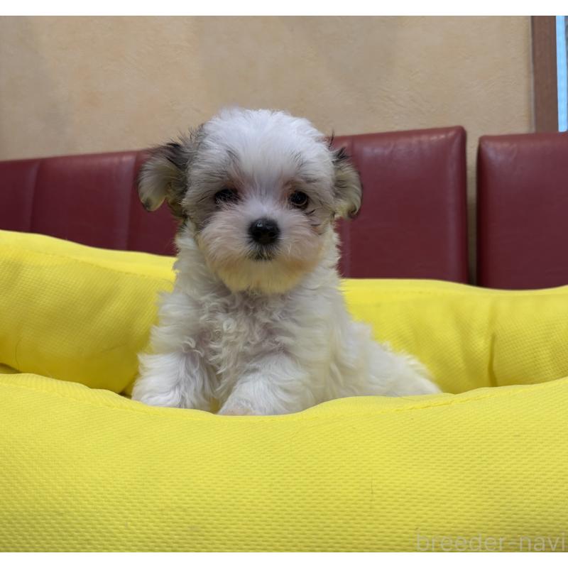販売中の京都府のミックス犬-407600の4枚目