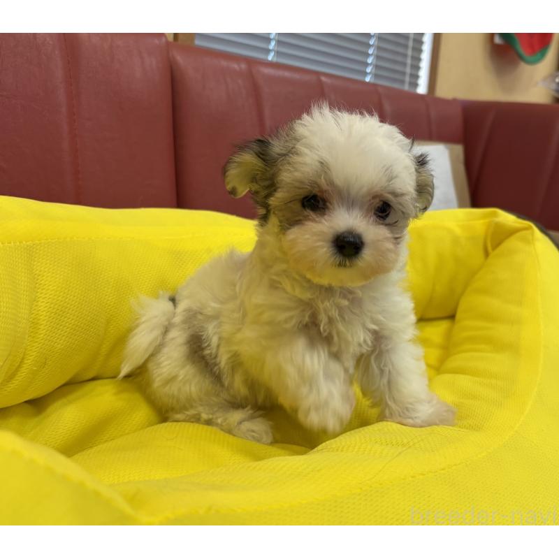 販売中の京都府のミックス犬-407600の3枚目