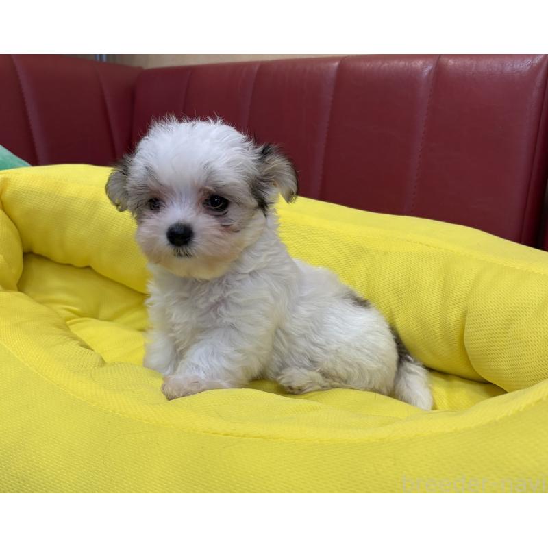 販売中の京都府のミックス犬-407600の2枚目