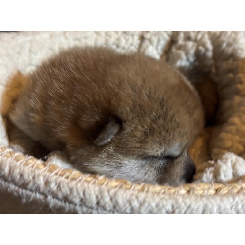 販売中の千葉県の柴犬-407608の2枚目