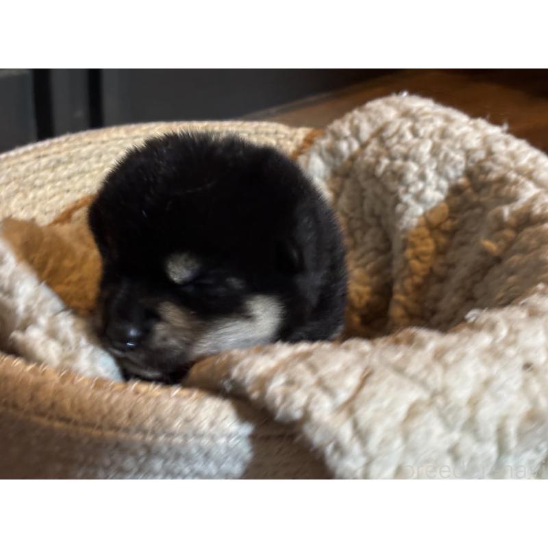 販売中の千葉県の柴犬-407607の2枚目