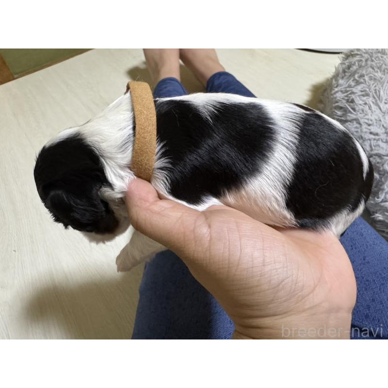 成約済の岡山県のキャバリアキングチャールズスパニエル-404688の5枚目