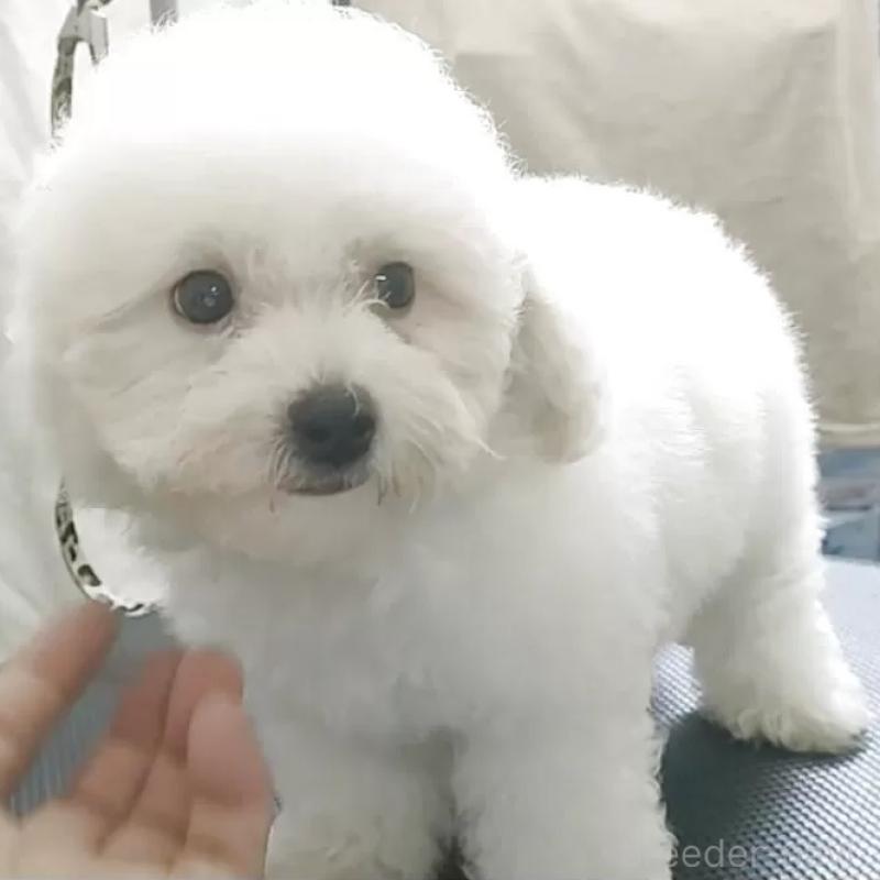 販売中の愛知県のビションフリーゼ-398201の1枚目