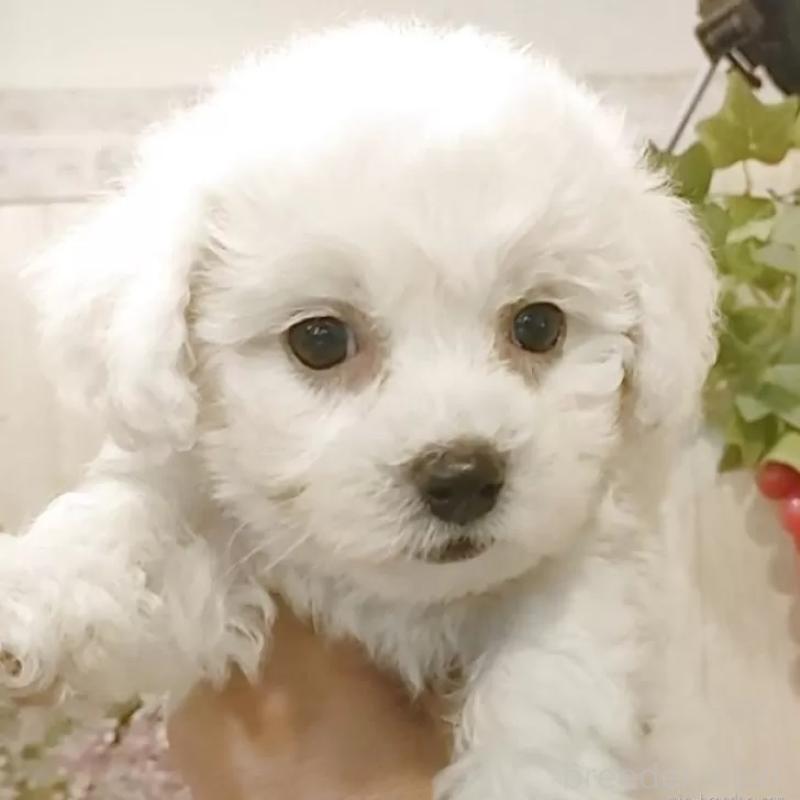商談中の愛知県のビションフリーゼ-391922の3枚目