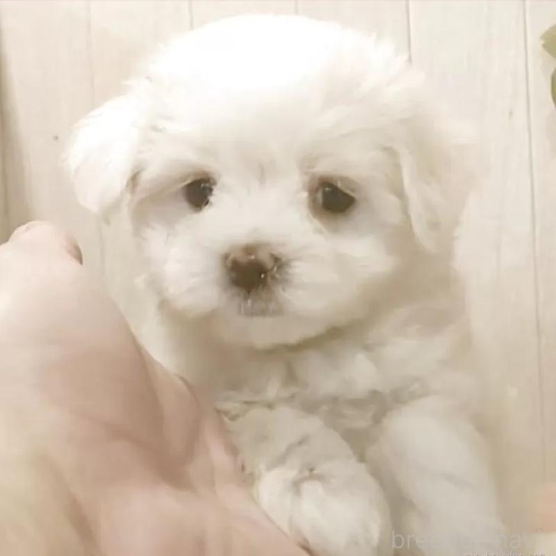 商談中の愛知県のマルチーズ-402515の6枚目