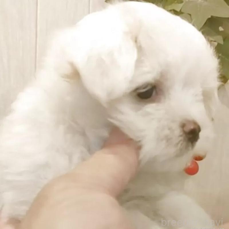 商談中の愛知県のマルチーズ-402515の5枚目