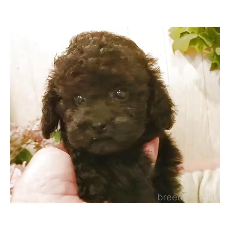 成約済の愛知県のタイニープードル-402521の6枚目