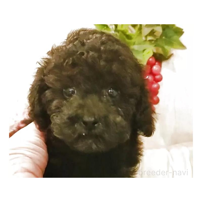 成約済の愛知県のタイニープードル-402521の5枚目