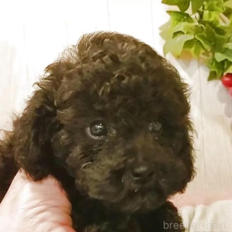 成約済の愛知県のタイニープードル-402521の4枚目