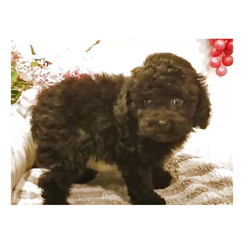 成約済の愛知県のタイニープードル-402521の3枚目