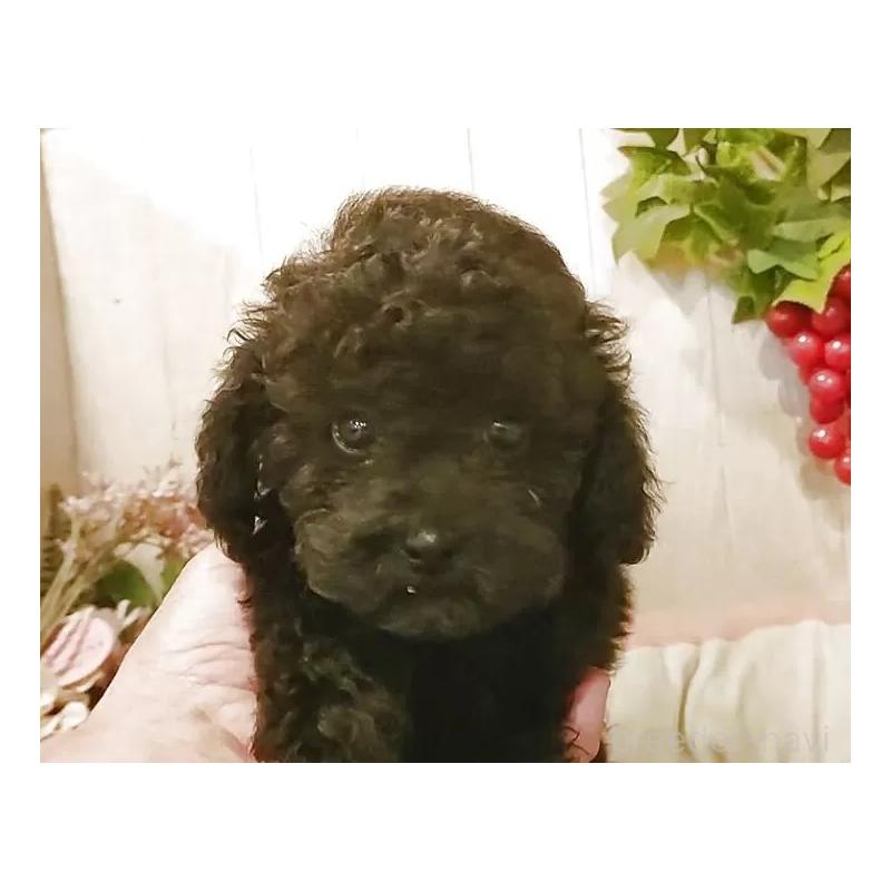 成約済の愛知県のタイニープードル-402521の2枚目