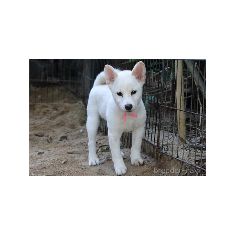 販売中の和歌山県の柴犬-407380