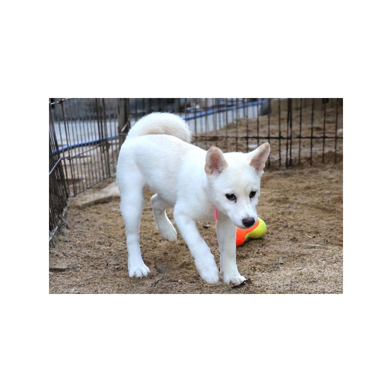 販売中の和歌山県の柴犬-407380の4枚目