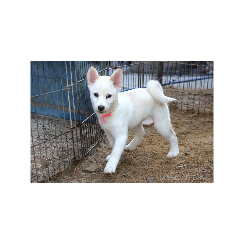 販売中の和歌山県の柴犬-407380の3枚目