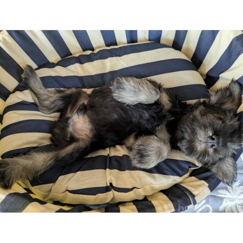 成約済の群馬県のミニチュアシュナウザー-403995の5枚目