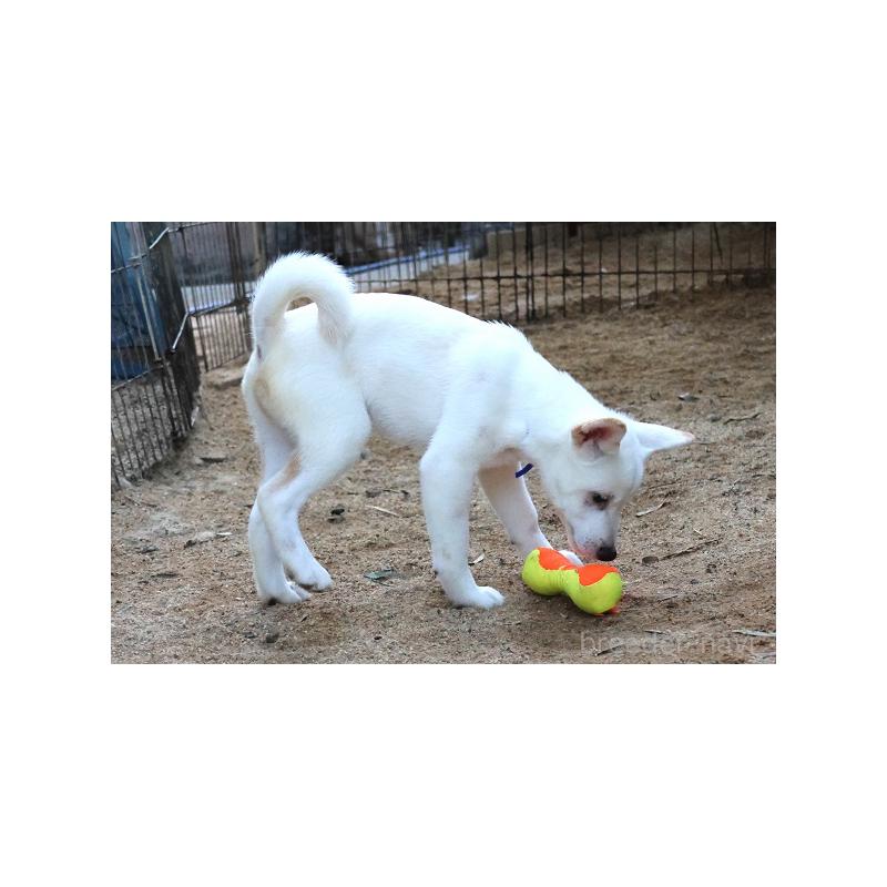 販売中の和歌山県の柴犬-407381の4枚目