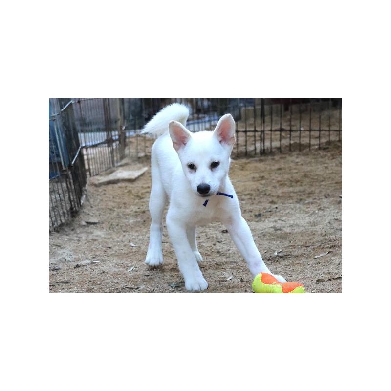 販売中の和歌山県の柴犬-407381の3枚目