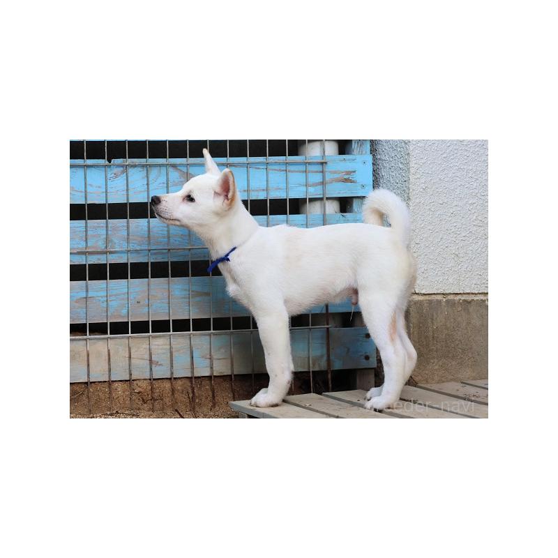 販売中の和歌山県の柴犬-407381の2枚目