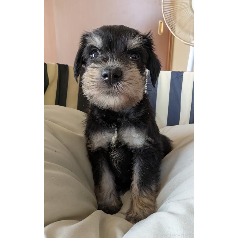 成約済の群馬県のミニチュアシュナウザー-406212の3枚目