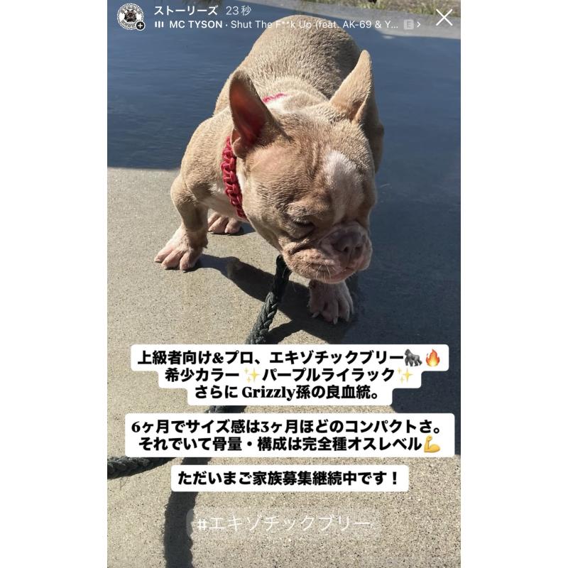 販売中の滋賀県のエキゾチックブリー-381618の4枚目
