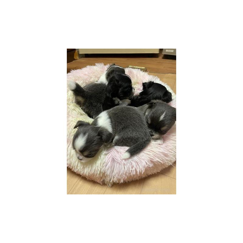 販売中の滋賀県のチワワ(ロングコート)-407675の5枚目