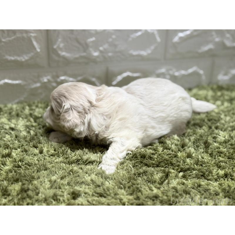 販売中の埼玉県のミックス犬-407676の4枚目