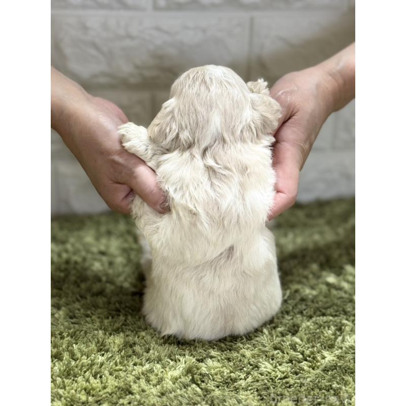 販売中の埼玉県のミックス犬-407676の3枚目