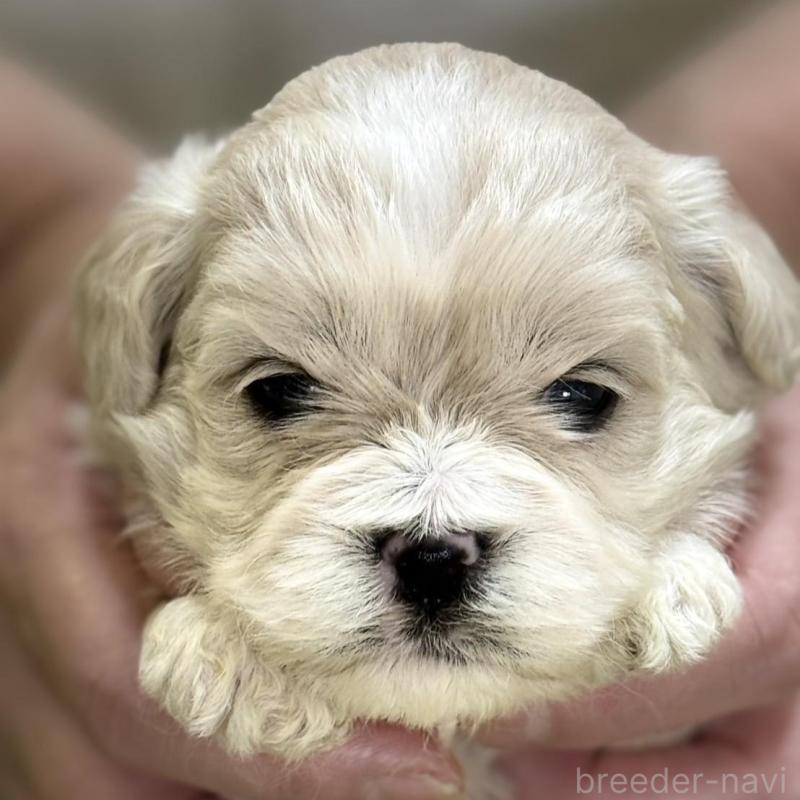 販売中の埼玉県のミックス犬-407676