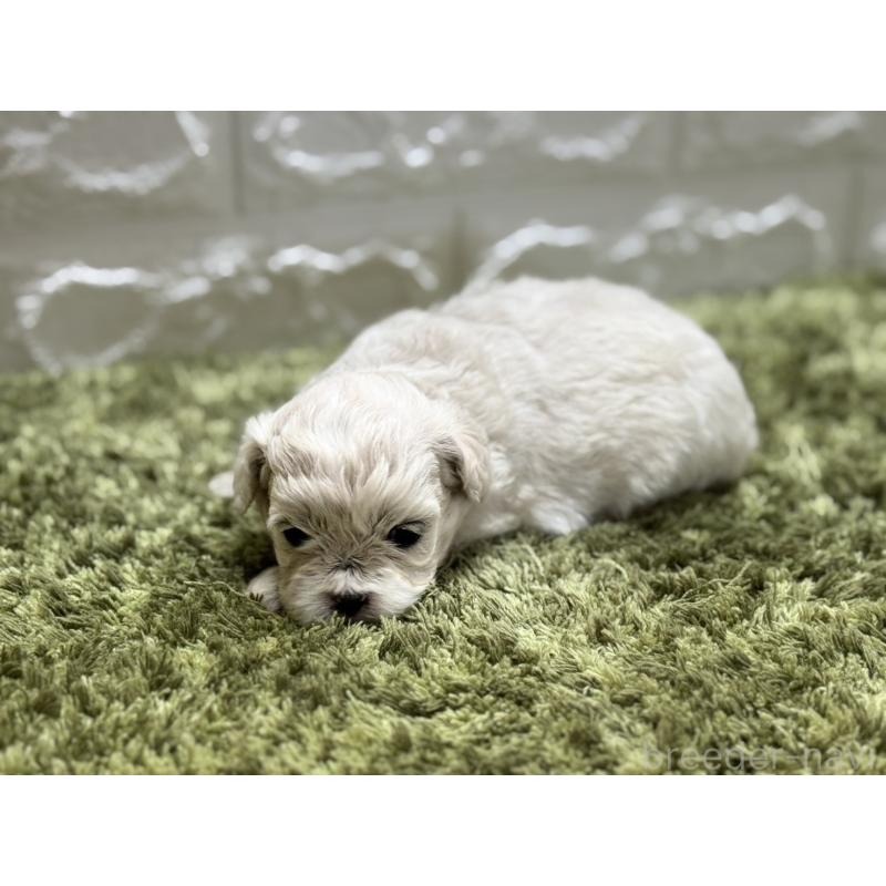 販売中の埼玉県のミックス犬-407679の4枚目