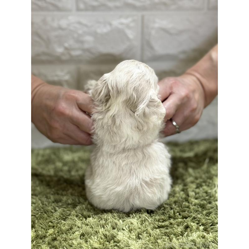 販売中の埼玉県のミックス犬-407679の3枚目
