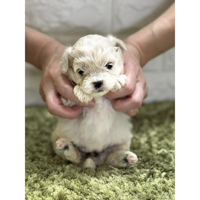販売中の埼玉県のミックス犬-407679の2枚目