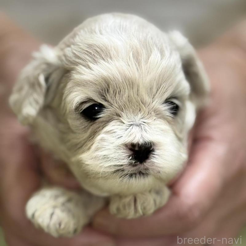 販売中の埼玉県のミックス犬-407679
