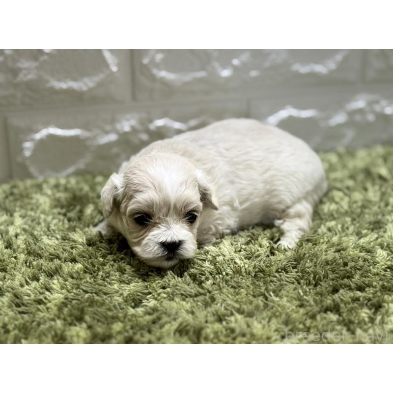 販売中の埼玉県のミックス犬-407681の4枚目