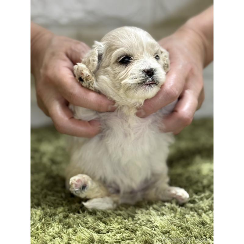 販売中の埼玉県のミックス犬-407681の2枚目