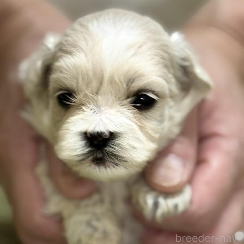 販売中の埼玉県のミックス犬-407681の1枚目
