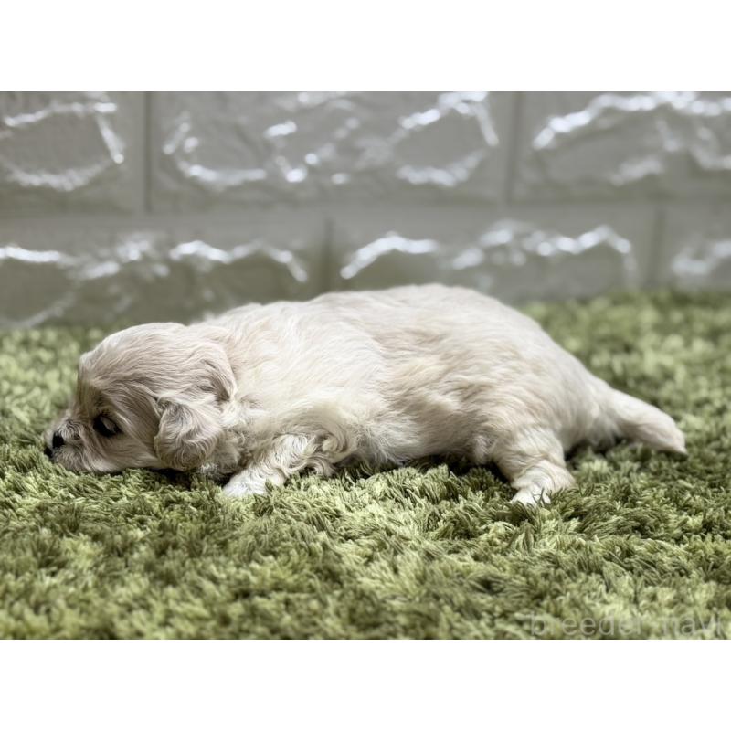販売中の埼玉県のミックス犬-407682の4枚目