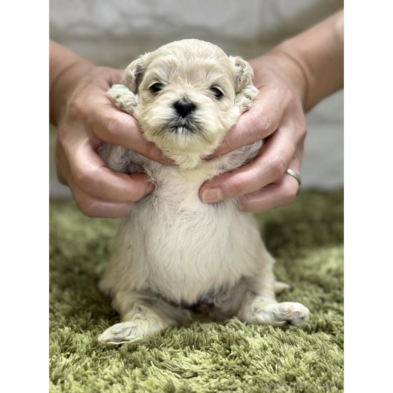 販売中の埼玉県のミックス犬-407682の2枚目