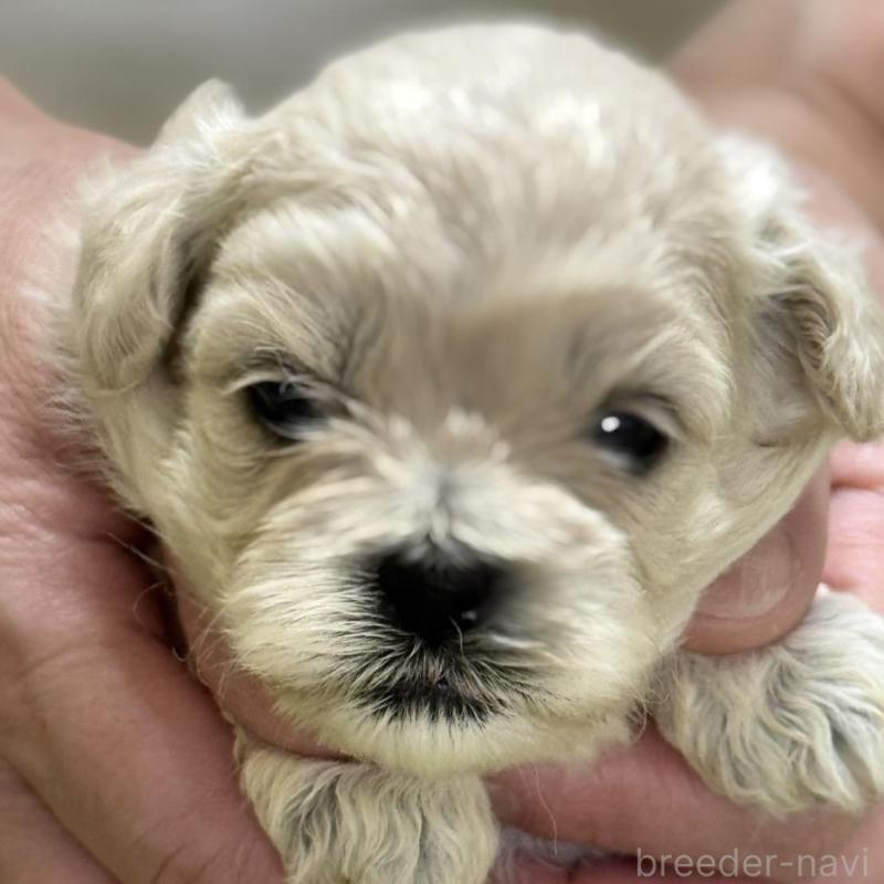販売中の埼玉県のミックス犬-407682の1枚目