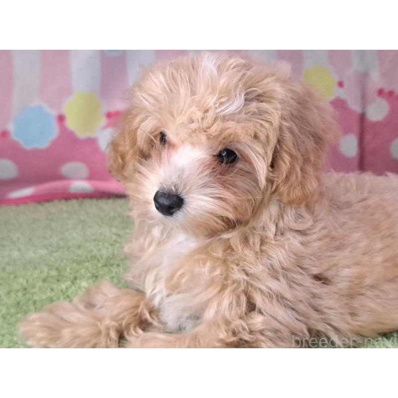 販売中の愛知県のマルプー:マルチーズ×トイプードル-395869