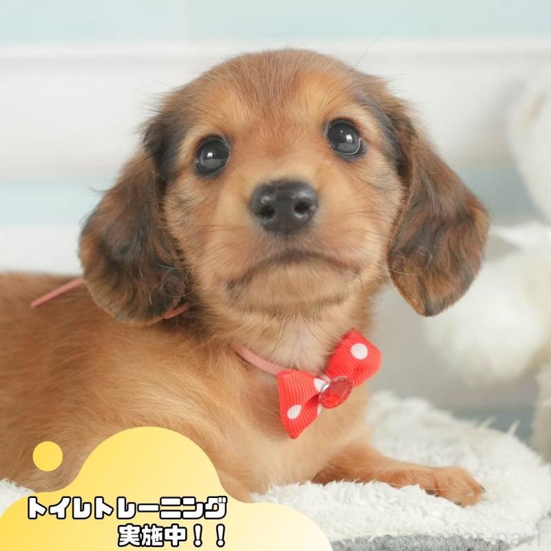 販売中の静岡県のミニチュアダックスフンド(ロングヘアード)-407695