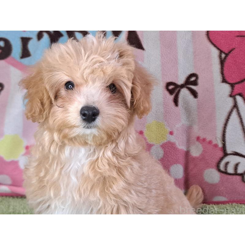 販売中の愛知県のマルプー:マルチーズ×トイプードル-395869の17枚目