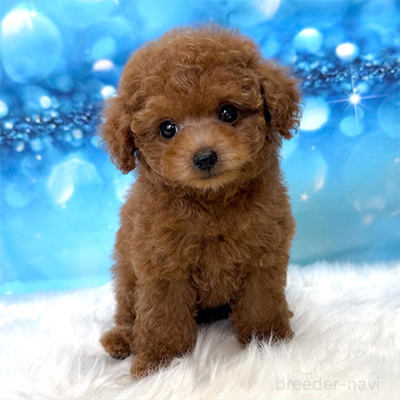 成約済の神奈川県のタイニープードル-407293の1枚目