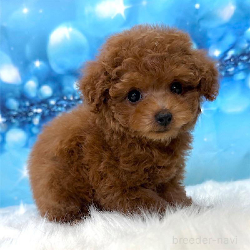 成約済の神奈川県のタイニープードル-407293の4枚目