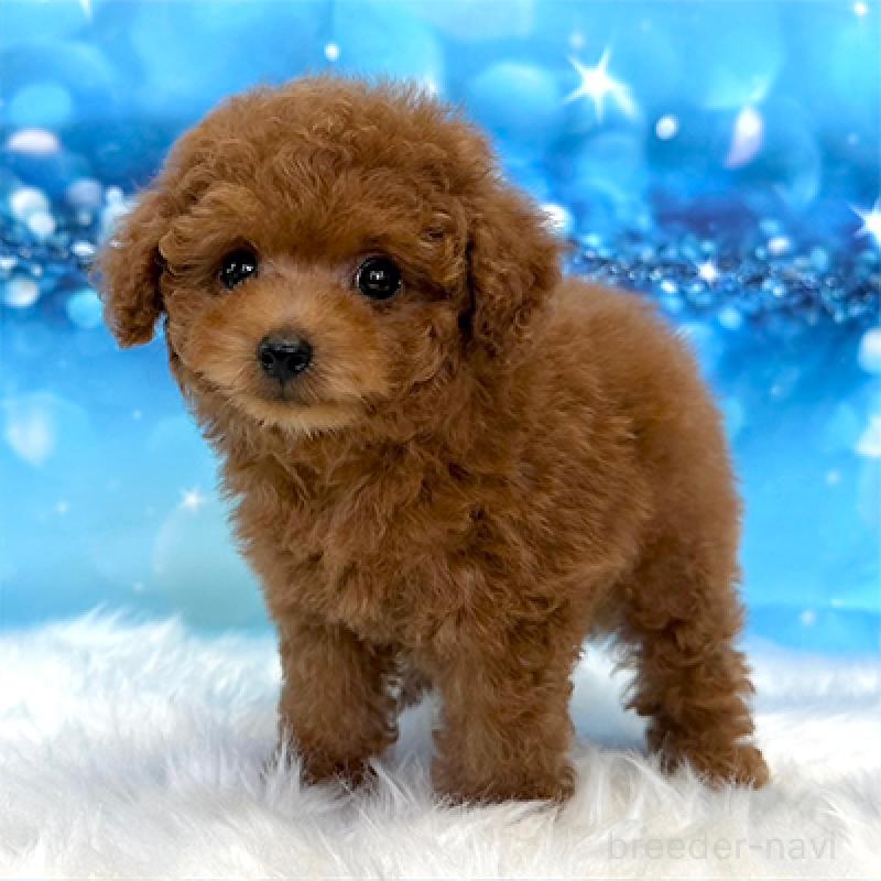 成約済の神奈川県のタイニープードル-407293の3枚目