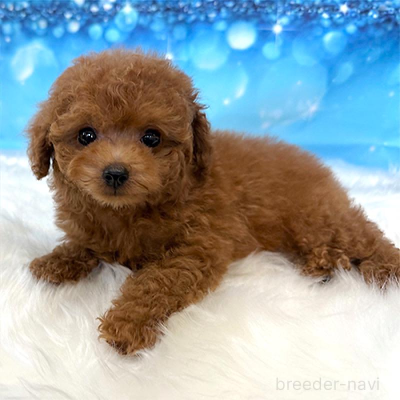 成約済の神奈川県のタイニープードル-407293の2枚目