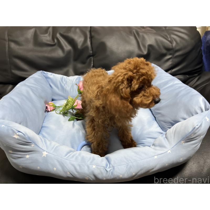 販売中の栃木県のトイプードル-390861