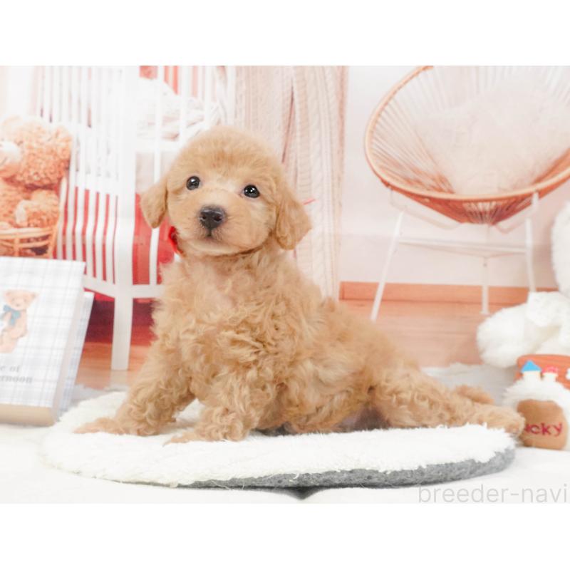 販売中の静岡県のトイプードル-407717の13枚目